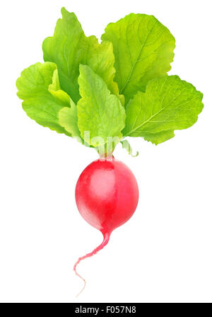 Uno rosso ravanello isolato su bianco Foto Stock