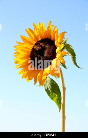 Un singolo, girasole Helianthus, sparato contro un luminoso cielo blu nelle prime ore del mattino Foto Stock