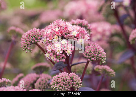 Hylotelephium "fragole e panna". Sedum telephium "fragole e panna". Foto Stock