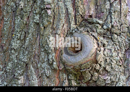 Frammento di un vecchio albero di pera con una cava. Close-up. Foto Stock