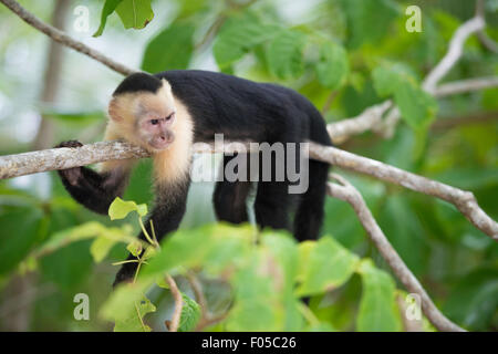 Gracile scimmia cappuccino in Costa Rica la foresta tropicale giacente su un ramo di un albero orizzontale dell'immagine. Foto Stock