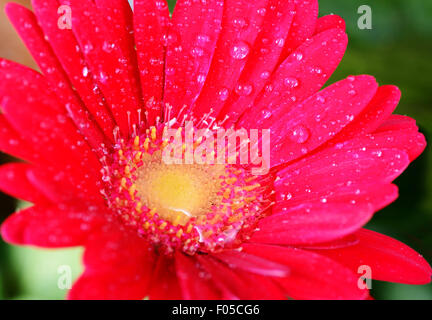 Ripresa macro di un fiore rosso con gocce d'acqua Foto Stock