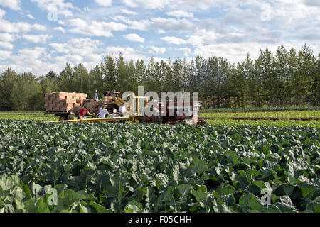 I lavoratori agricoli la raccolta del cavolo. Foto Stock