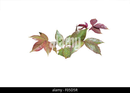 Foglie di Rose closeup con foglie in varie sfumature di verde, rosso e rosa e con gocce d'acqua dopo la primavera pioggia isolato su bianco Foto Stock