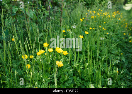 Conservazione habitat su terreni agricoli con piante autoctone erbe e ranuncolo bulboso fiori (Ranunculus Bulbosus). Foto Stock