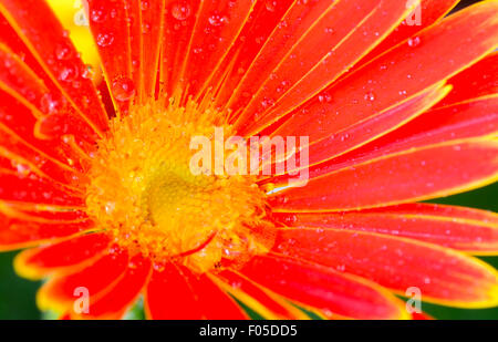 Ripresa macro di un orange gerbera fiore con gocce di pioggia Foto Stock