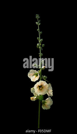 Hollyhock giallo fiori isolati su nero. Foto Stock