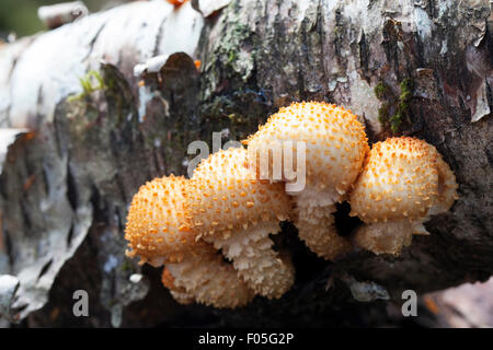 Il gruppo di quattro pholiota squamosa fungo su un Alaskan registro di betulla close up. Foto Stock