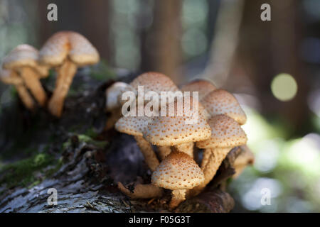 Cluster di pholiota funghi nella foresta con luce bokeh in background. Foto Stock