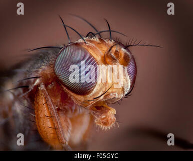 Lonchopterid fly, appuntita-winged Fly, Testa e occhi composti dettaglio Foto Stock