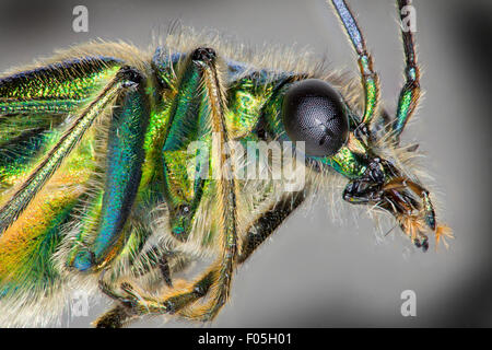 Oedemera nobilis. Zampe spesse Flower Beetle, maschio. alta macro viste che mostrano le iridescenze verde Foto Stock
