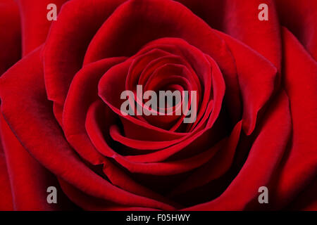 Chiudere l immagine della bella rosa rossa Foto Stock
