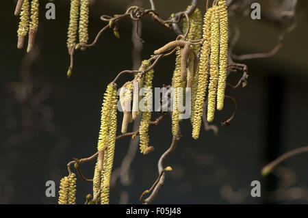 Haselnusskaetzchen;; Corylus avellana; Foto Stock