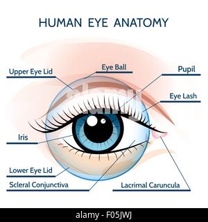 Occhio umano anatomia illustrazione. Gratuito solo font utilizzato. Illustrazione Vettoriale