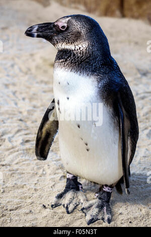 Città del Capo Sud Africa, Africa, V & A Victoria Alfred Waterfront, Two Ocean Waters Aquarium, interno, pinguino africano, Speniscus demersus, visitatori Foto Stock