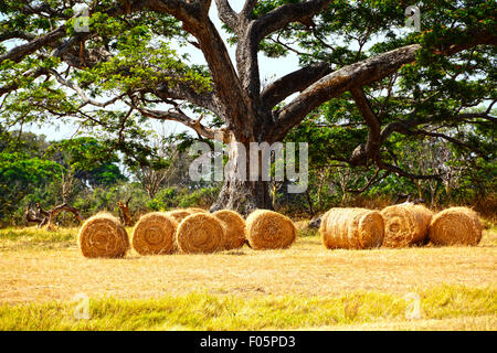 Balle di fieno sotto un grande albero in un campo Foto Stock