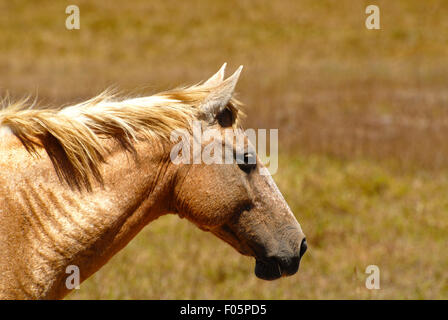 Profilo di colpo un Palomino Mare presso un campo di fattoria Foto Stock