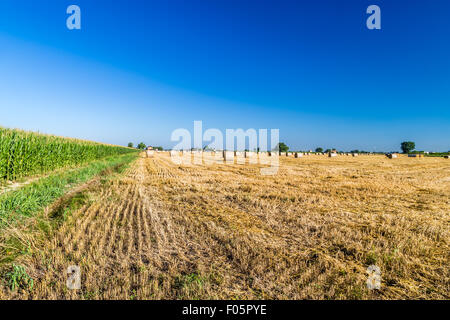 Il grano e il mais - balle di fieno tagliato nei campi di grano appena raccolto accanto a campi di mais nella campagna italiana Foto Stock