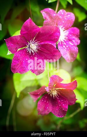 Giardino estivo fiori dopo la pioggia Foto Stock