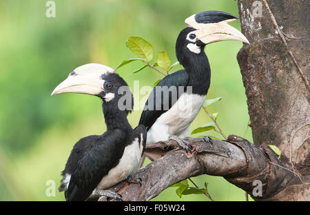 L'immagine del Malabar Pied hornbill ( Anthracoceros coronatus ) è stato girato in Goa-India Foto Stock