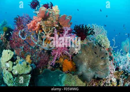 Coralli molli, Dendronephthya sp., e altri coralli, Misool Raja Ampat, Indonesia, Oceano Pacifico Foto Stock