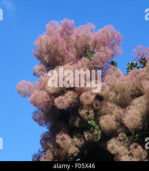 Perueckenstrauch, Cotinus coggygria,, Foto Stock