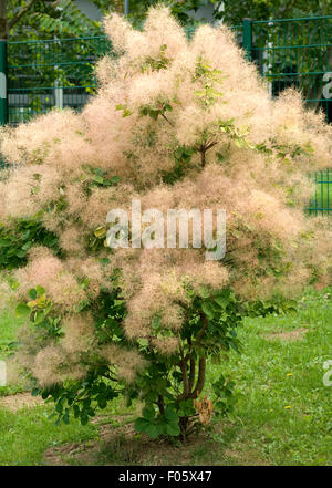 Perueckenstrauch, Cotinus coggygria,, Foto Stock