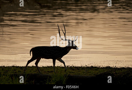 L'immagine wastaken nel parco nazionale di Ranthambore-India Foto Stock