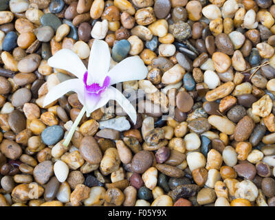 Bianco e viola cataleya orchid su ciottoli colorati Foto Stock