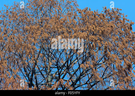 Schwarzerle, Alnus glutinosa; Foto Stock