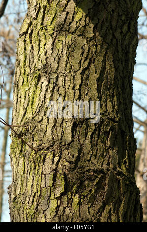 Schwarzerle, Alnus glutinosa; Foto Stock