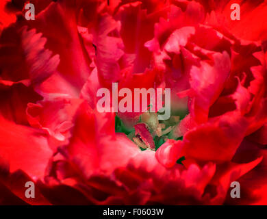 Primo piano presenta il nucleo del fiore e i petali di garofani bellissimo colore rosso acceso Foto Stock