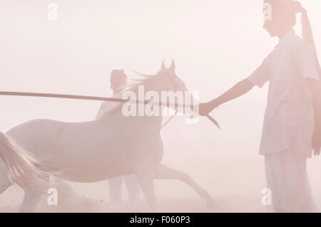 Indian uomini addestramento cavalli Marwari all'alba nella nebbia Foto Stock