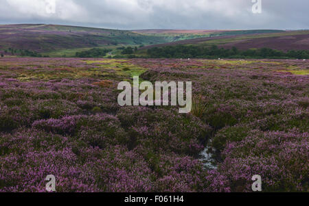 North Yorkshire Moors con erica in fiore con alberi e pecore in mezzo di bog vicino a Goathland, Foto Stock