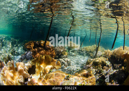 Shallow reef riflettendo sulla superficie nelle mangrovie, Yangeffo, Gam Isola, Raja Ampat, Indonesia, Oceano Pacifico Foto Stock