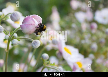 Bumblebee su flower blossom / primavera prato Foto Stock