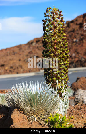 Argyroxiphium sandwicense subsp. macrocephalum, l'Haleakala silversword, è una pianta rara, parte della famiglia di margherita Asteraceae. Foto Stock