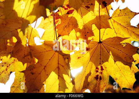 L'Italia, la Lombardia, la natura particolare del coloratissimo caduta delle foglie con foglie di giallo Foto Stock