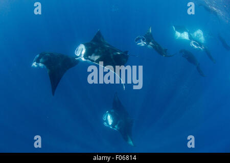 Mante, Manta alfredi, alimentando in prossimità della superficie, il Manta Sandy, Dampier Strait Raja Ampat, Indonesia, Oceano Pacifico Foto Stock