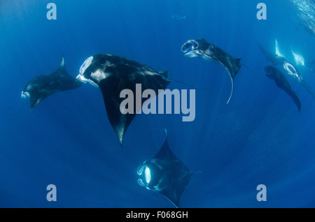 Mante, Manta alfredi, alimentando in prossimità della superficie, il Manta Sandy, Dampier Strait Raja Ampat, Indonesia, Oceano Pacifico Foto Stock