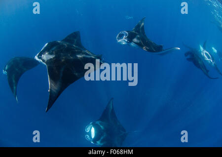 Mante, Manta alfredi, alimentando in prossimità della superficie, il Manta Sandy, Dampier Strait Raja Ampat, Indonesia, Oceano Pacifico Foto Stock