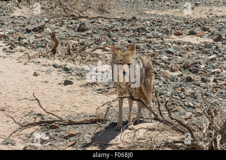 Coyote, Death Valley, Stati Uniti d'America Foto Stock