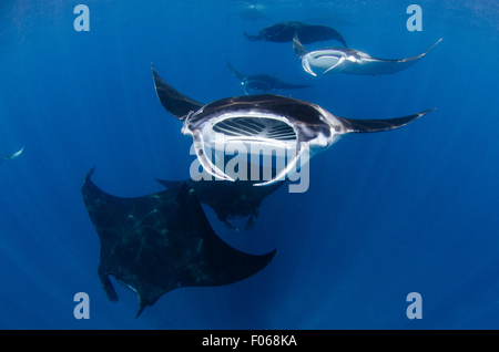 Mante, manta alfredi, alimentando in prossimità della superficie, il Manta sandy, dampier strait Raja Ampat, Indonesia, oceano pacifico Foto Stock