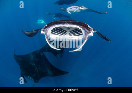 Mante, Manta alfredi, alimentando in prossimità della superficie, il Manta Sandy, Dampier Strait Raja Ampat, Indonesia, Oceano Pacifico Foto Stock