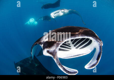 Mante, Manta alfredi, alimentando in prossimità della superficie, il Manta Sandy, Dampier Strait Raja Ampat, Indonesia, Oceano Pacifico Foto Stock