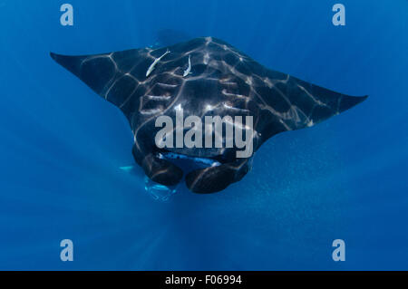 Mante, Manta alfredi, alimentando in prossimità della superficie, il Manta Sandy, Dampier Strait Raja Ampat, Indonesia, Oceano Pacifico Foto Stock