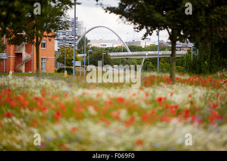 Fiori Selvatici lungo Princess Parkway in Manchester REGNO UNITO incorniciato da Hulme Arch moderno ponte di papavero urban UK Gran Br Foto Stock