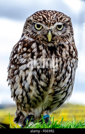 Civetta (Athene noctua) Foto Stock