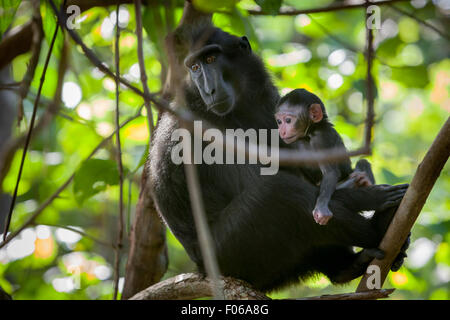 Ritratto di un macaco sulawesi con crestato nero (Macaca nigra) femmina con neonato nella Riserva Naturale di Tangkoko, Nord Sulawesi, Indonesia. Foto Stock