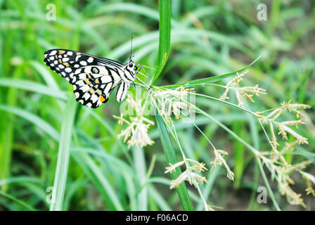 Calce comune (Papilio demoleus) farfalla Foto Stock